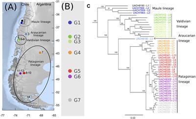 Genetic Diversity and Demographic History of the Shaggy Soft-Haired Mouse Abrothrix hirta (Cricetidae; Abrotrichini)